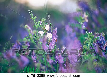 flower, burgenland, flora, dainty, calf, fragile, austria View Large Photo Image Stock Image - flower, burgenland, flora, dainty, calf, fragile, austria. Fotosearch