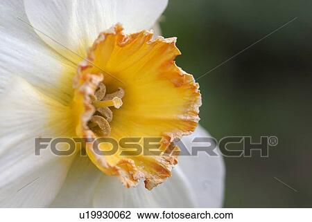 flower, flora, spring, garden, yellow, narcissus, daffodil View Large Photo Image Stock Image - flower, flora, spring, garden, yellow, narcissus, daffodil. Fotosearch