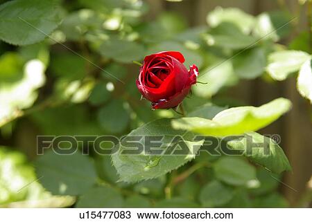 flowers, rose, red, redly, ruddy, commie, green View Large Photo Image Stock Image - flowers, rose, red, redly, ruddy, commie, green. Fotosearch