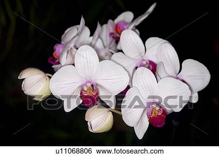freigestellt, alfred, bloom, bloomer, blooming, blooms View Large Photo Image Stock Photograph - freigestellt, alfred, bloom, bloomer, blooming, blooms. Fotosearch