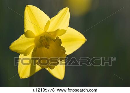 fruehblueher, back light, background, blurred, daffodils, Easter, flower View Large Photo Image Stock Photo - fruehblueher, back light, background, blurred, daffodils, Easter, flower. Fotosearch