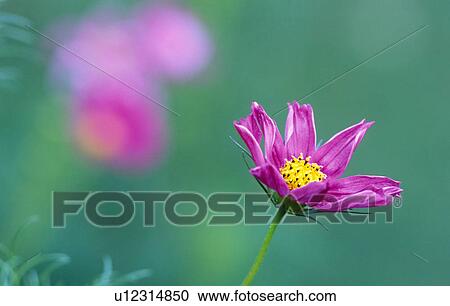 Stock Image - gartenblume, austria, calf, contrast, cottage garden, flora, floriculture. Fotosearch