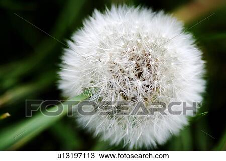 germany, blowball, frank, flowers, dandelion, autumn View Large Photo Image Stock Image - germany, blowball, frank, flowers, dandelion, autumn. Fotosearch