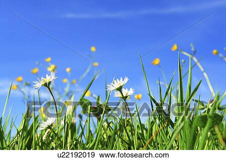 Stock Photo - grass, blissfulness, tipsy, lea, blessed, blessedly, blissful. Fotosearch