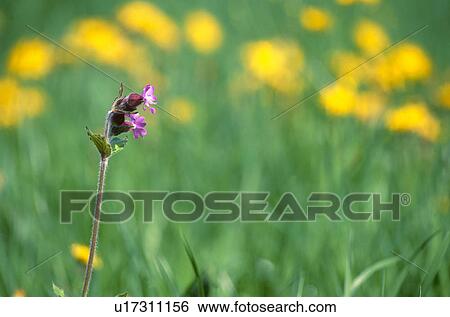 kuckucksblume, agriculture, austria, calf, campion, dandelion, flora View Large Photo Image Stock Photograph - kuckucksblume, agriculture, austria, calf, campion, dandelion, flora. Fotosearch