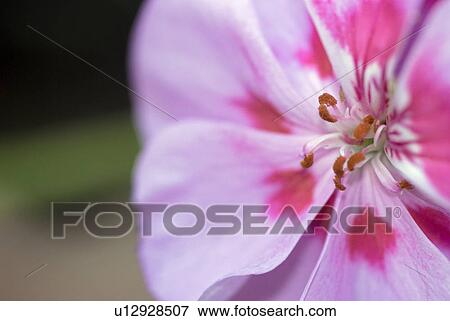 outdoors, flora, balcony, spring, plants, lilac, geranium View Large Photo Image Stock Photo - outdoors, flora, balcony, spring, plants, lilac, geranium. Fotosearch