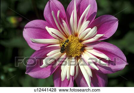stempel, abloom, animals, apoidea, bee, bloom, blossom View Large Photo Image Stock Photo - stempel, abloom, animals, apoidea, bee, bloom, blossom. Fotosearch