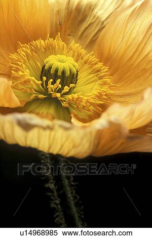 stempel, abloom, Bernhard, black, bloom, blooms View Large Photo Image Stock Photography - stempel, abloom, Bernhard, black, bloom, blooms. Fotosearch