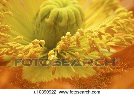 stempel, abloom, Bernhard, bloom, blooms, blossom View Large Photo Image Stock Image - stempel, abloom, Bernhard, bloom, blooms, blossom. Fotosearch