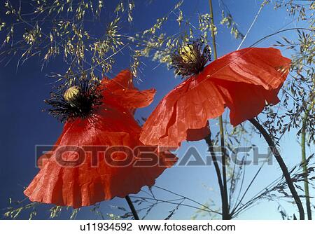 stempel, abloom, Bernhard, bloom, blooms, blossom View Large Photo Image Stock Image - stempel, abloom, Bernhard, bloom, blooms, blossom. Fotosearch