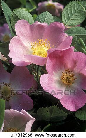 Stock Photo - stempel, abloom, Bernhard, bloom, blooms, blossom. Fotosearch