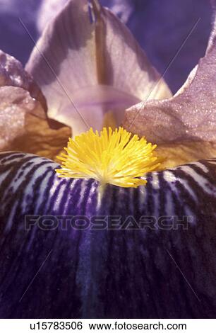 stempel, abloom, Bernhard, bloom, blooms, blossom View Large Photo Image Stock Photograph - stempel, abloom, Bernhard, bloom, blooms, blossom. Fotosearch