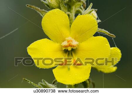 tau, alfred, bloom, bloomer, blooming, blooms View Large Photo Image Stock Photo - tau, alfred, bloom, bloomer, blooming, blooms. Fotosearch