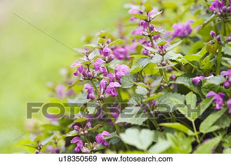 weide, wiesen, alfred, background, backgrounds, bloom View Large Photo Image Stock Photo - weide, wiesen, alfred, background, backgrounds, bloom. Fotosearch