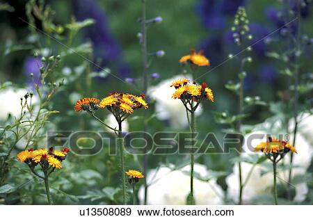 wiesen, abloom, aurantiacum, Bernhard, bloom, blooms View Large Photo Image Stock Photo - wiesen, abloom, aurantiacum, Bernhard, bloom, blooms. Fotosearch