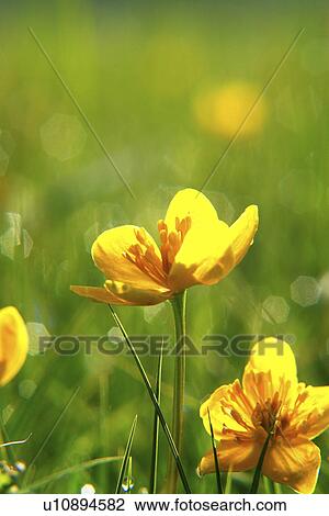 wonne, outside, aromatic, vacation, peaceful, yellow, yellowish View Large Photo Image Stock Image - wonne, outside, aromatic, vacation, peaceful, yellow, yellowish. Fotosearch