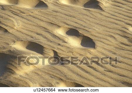beach, beige, brown, CLOSE, close-up, day, footprint View Large Photo Image Picture - beach, beige, brown, CLOSE, close-up, day, footprint. Fotosearch