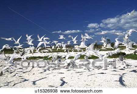 day, aves, blue, bird, beach, fly, animals View Large Photo Image Stock Photo - day, aves, blue, bird, beach, fly, animals. Fotosearch