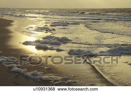 Stock Photo - dusk, beach, cow, brown, Bernhard, abenddaemmerung. Fotosearch
