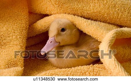 agroindustry, anatinae, alfred, agriculture View Large Photo Image Stock Image - agroindustry, anatinae, alfred, agriculture. Fotosearch