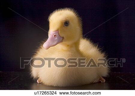 agroindustry, animals, anatinae, alfred, agriculture View Large Photo Image Picture - agroindustry, animals, anatinae, alfred, agriculture. Fotosearch