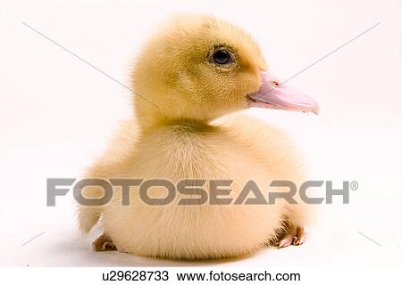 agroindustry, animals, anatinae, alfred, agriculture View Large Photo Image Stock Image - agroindustry, animals, anatinae, alfred, agriculture. Fotosearch