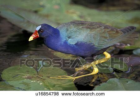 America, aves, animals, america View Large Photo Image Stock Photo - America, aves, animals, america. Fotosearch