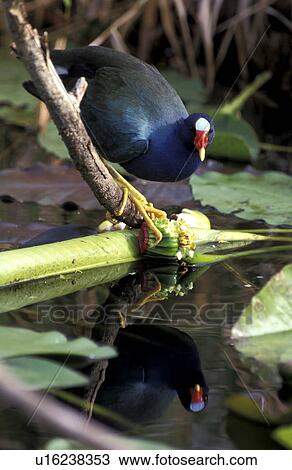 America, beak, aves, animals, america View Large Photo Image Stock Image - America, beak, aves, animals, america. Fotosearch