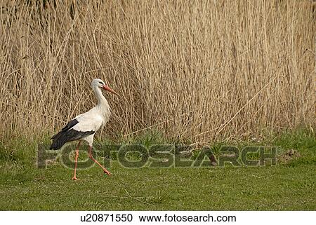 animals, alexander, animality, animal, amble, again-settle View Large Photo Image Stock Image - animals, alexander, animality, animal, amble, again-settle. Fotosearch
