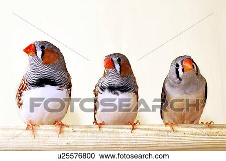 animals, bill, beak, aves, alfred View Large Photo Image Stock Image - animals, bill, beak, aves, alfred. Fotosearch