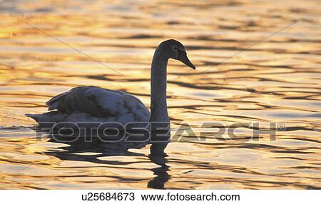 animals, bird, aves, abenddaemmerung View Large Photo Image Stock Image - animals, bird, aves, abenddaemmerung. Fotosearch
