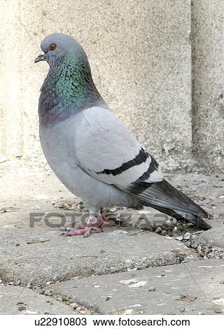 animals, bird, aves, Austria, alfred View Large Photo Image Stock Image - animals, bird, aves, Austria, alfred. Fotosearch