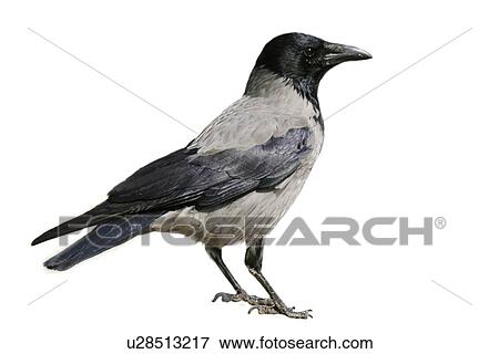 animals, bird, aves, Austria, alfred View Large Photo Image Stock Photo - animals, bird, aves, Austria, alfred. Fotosearch
