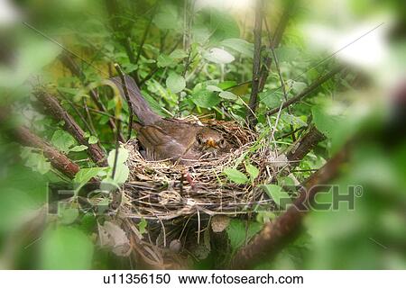 animals, birds-nest, bird, aves, alfred View Large Photo Image Stock Image - animals, birds-nest, bird, aves, alfred. Fotosearch
