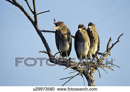 animals, black, birds-nest, ardeidae, abenddaemmerung View Large Photo Image Stock Image - animals, black, birds-nest, ardeidae, abenddaemmerung. Fotosearch