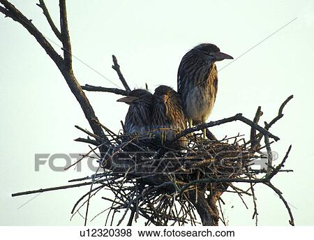 animals, black, birds-nest, ardeidae, abenddaemmerung View Large Photo Image Stock Photo - animals, black, birds-nest, ardeidae, abenddaemmerung. Fotosearch