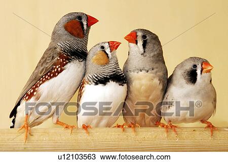 animals, bough, bird, aves, alfred View Large Photo Image Stock Image - animals, bough, bird, aves, alfred. Fotosearch