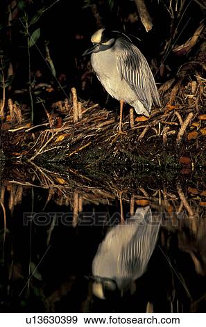 ardeidae, banks, aves, animals View Large Photo Image Stock Photo - ardeidae, banks, aves, animals. Fotosearch