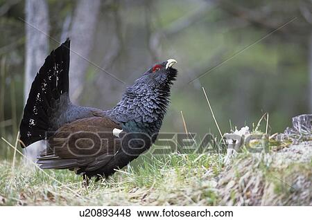 Austria, animals, auerwild, auerhuhn, auerhahn, balzen, animal View Large Photo Image Stock Photo - Austria, animals, auerwild, auerhuhn, auerhahn, balzen, animal. Fotosearch
