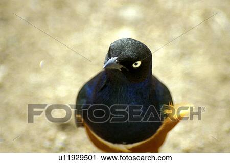 aves, africa, animals, andreas, African, Africa View Large Photo Image Stock Image - aves, africa, animals, andreas, African, Africa. Fotosearch