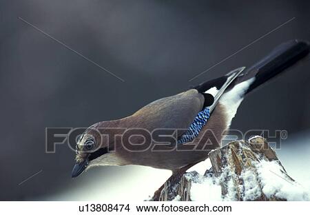 aves, bill, beak, animals View Large Photo Image Picture - aves, bill, beak, animals. Fotosearch