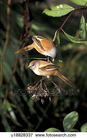 aves, bird, biarmicus, bartmeise, animals View Large Photo Image Stock Photo - aves, bird, biarmicus, bartmeise, animals. Fotosearch