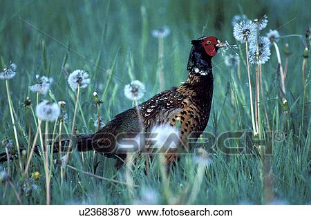 aves, blowball, bird, animals View Large Photo Image Stock Image - aves, blowball, bird, animals. Fotosearch
