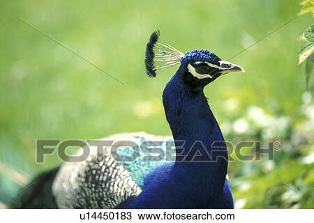 aves, blue, bird, Bernhard, animals View Large Photo Image Stock Image - aves, blue, bird, Bernhard, animals. Fotosearch