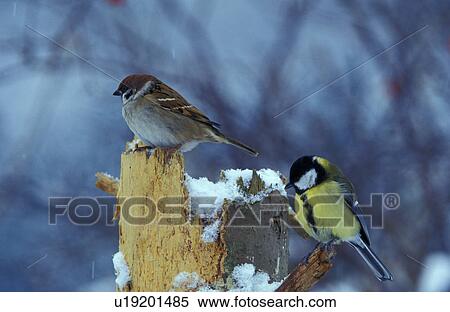 aves, bough, bird, animals View Large Photo Image Stock Photography - aves, bough, bird, animals. Fotosearch