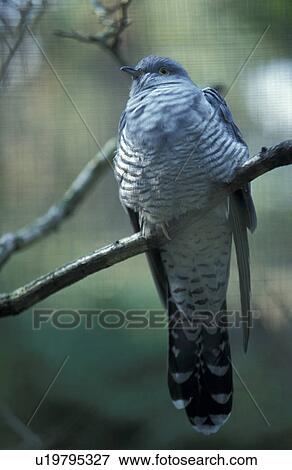aves, branch, bough, bird, animals View Large Photo Image Stock Photo - aves, branch, bough, bird, animals. Fotosearch