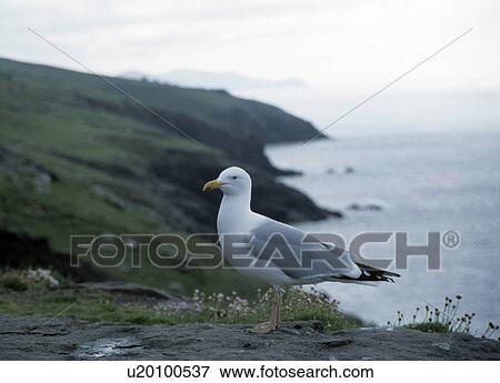 bay, bird, coast, dingle, drive, head, ireland View Large Photo Image Stock Photo - bay, bird, coast, dingle, drive, head, ireland. Fotosearch