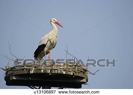 before gel animal, animals, aves, attentive, anspach, bird, animal View Large Photo Image Stock Photo - before gel animal, animals, aves, attentive, anspach, bird, animal. Fotosearch