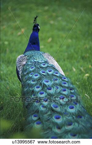 bill, aves, Bernhard, beak, back view, animals View Large Photo Image Stock Photo - bill, aves, Bernhard, beak, back view, animals. Fotosearch