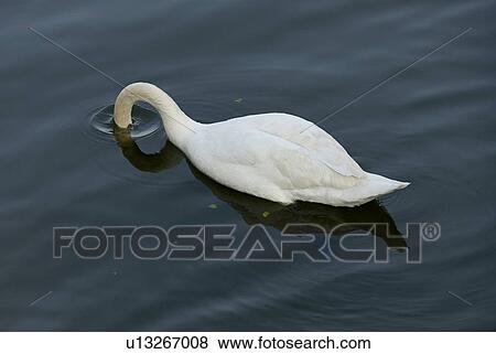 bird, alexander, Austria, auen, animal, abstract View Large Photo Image Stock Photo - bird, alexander, Austria, auen, animal, abstract. Fotosearch